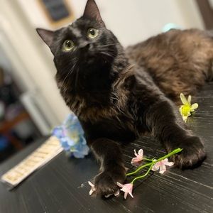 Meet your Posher, Desirae